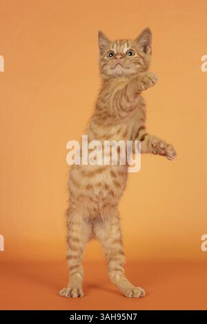 British-Shorthair-Cross Banque D'Images