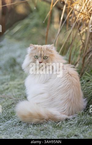 Tomcat allemand long-ghair Banque D'Images