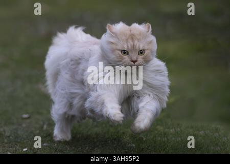 Tomcat allemand long-ghair Banque D'Images