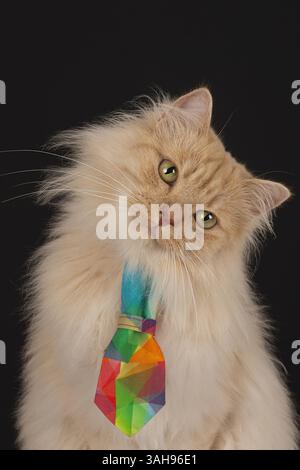 Tomcat allemand long-ghair Banque D'Images
