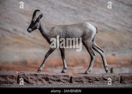 Une femelle mouton bighorn marchant dans un paysage désertique au parc national de Zion, Utah Banque D'Images