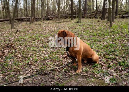 Mâle brun Cane Corso est assis dans la forêt. Alimentation et soins des chiens de grande race. Pathologies respiratoires du chien brachycéphalique. Remèdes contre les tiques pour chiens Banque D'Images