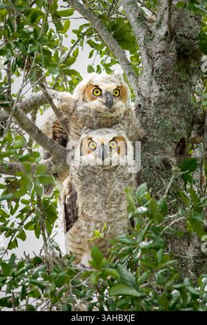 Grand hibou à cornes (alias hibou tigre) poussins vus à Port St Lucie, FL, États-Unis Banque D'Images