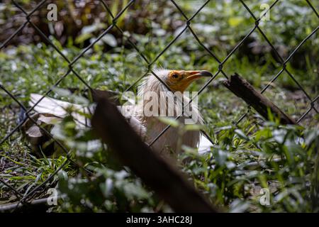 Zurich, Suisse, ZOO de Zurich, 5 juin 2023. Gros plan d'un vautours égyptien derrière une clôture en fil de fer, , son bec jaune distinctif et ses plumes blanches se détachant sur le fond vert et ensoleillé. L'oiseau semble calme, reposant sur le sol parmi l'herbe et les feuilles dans un zoo ou un sanctuaire de la faune. Zoo de Zurich. 5 juin 2023. Photo de haute qualité Banque D'Images