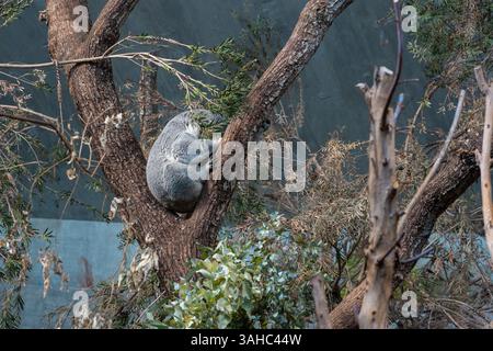 Un koala se boucle et dort niché dans le croc d'un eucalyptus. Entouré de feuillage sec et vert, le marsupial confortable se fond dans l'habitat naturel recréé à l'intérieur. La scène capture la nature paisible et solitaire des koalas dans leur posture de repos caractéristique haut dans les branches d'arbre. Photo de haute qualité Banque D'Images