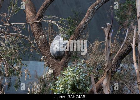 Zurich, Suisse, ZOO de Zurich, 5 juin 2023. Un koala se boucle et dort niché dans le croc d'un eucalyptus. Entouré de feuillage sec et vert, le marsupial confortable se fond dans l'habitat naturel recréé à l'intérieur. La scène capture la nature paisible et solitaire des koalas dans leur posture de repos caractéristique haut dans les branches d'arbre. Photo de haute qualité Banque D'Images