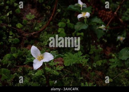 Une fleur blanche de trillium du pacifique, Trillium ovatum, avec un fond sombre avec des feuilles vertes. Prise sur le sentier de boucle des chutes de Wahkeena Banque D'Images
