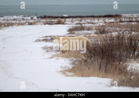 Un ours polaire marchant sur un sol couvert de neige avec la baie d'Hudson en arrière-plan à l'automne près de Churchill, au Manitoba. Banque D'Images