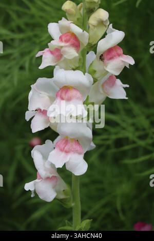 Un affichage captivant de snapdragons, leurs pétales blancs doux et délicats accents roses créant un tableau floral à couper le souffle. Banque D'Images
