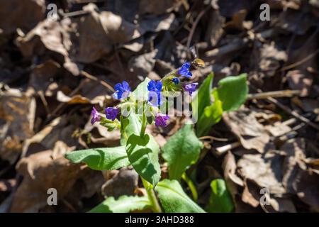 Pulmonaria officinalis, noms usuels lungwort, lungwort commun, larmes de Marie Banque D'Images