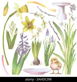 Narcisse, jacinthe, muscari, mimosa, support à gâteaux, ampoule illustration aquarelle isolée sur blanc. Fleurs de printemps et éléments dessinés à la main en pastel Banque D'Images