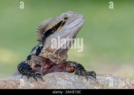 Un dragon d'eau de l'est (Intellagama lesueurii) repose sur un rocher chauffé par le soleil, montrant une peau texturée et une crête épineuse avec des détails nets, avec un vent flou Banque D'Images