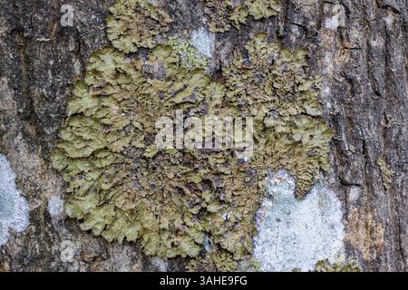Lichen de camouflage poli Banque D'Images