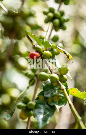 Gros plan de cerises de café rouges et vertes sur une branche, montrant différents stades de maturité dans une plantation de café tropicale luxuriante. Banque D'Images