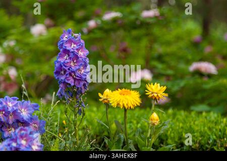 Des fleurs de différentes couleurs et variétés poussent dans le parc. Banque D'Images