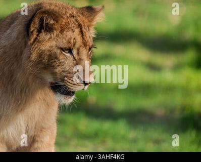 Le lion africain, scientifiquement connu sous le nom de Panthera leo, est souvent célébré comme le roi de la jungle bien qu'il habite principalement les savanes et les prairies. Ces créatures majestueuses peuvent peser entre 300 et 500 livres, les mâles se distinguant par leurs crânes emblématiques. Les lions sont des animaux sociaux, vivant dans des prières qui se composent de plusieurs femelles, de leur progéniture et de quelques mâles. Ce sont des prédateurs au sommet, connus pour leurs puissantes constructions et leurs stratégies de chasse coordonnées. Malheureusement, les lions africains sont confrontés à des menaces liées à la perte d’habitat, aux conflits humains et au braconnage, ce qui entraîne le déclin de leurs populations. Conserva Banque D'Images
