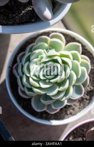 Plante succulente fleur d'intérieur echeveria, vue de dessus Banque D'Images