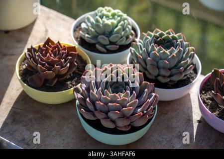 Plantes succulentes echeveria en pots, fleur d'intérieur Banque D'Images