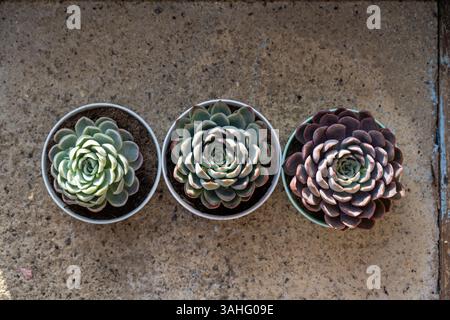 Plantes succulentes echeveria en pots, fleur d'intérieur Banque D'Images
