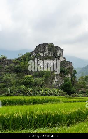 Rizières en terrasses verdoyantes avec des contours naturels au milieu d'un cadre de montagne paisible exsudant la tranquillité pu Luong Thanh Hoa Vietnam Banque D'Images
