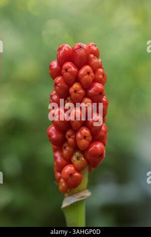 Baies rouges venimeuses d'arum maculatum cuckoopint, ennemi du jardin, seigneurs et dames ou jack-in-the-Pulpit, plante à fleurs des bois de la famille des Araceae Banque D'Images