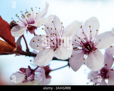 Gros plan de fleurs de printemps roses et blanches sur une branche d'arbre contre un ciel clair, montrant des pétales délicats et des détails polliniques. Banque D'Images