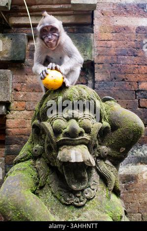 20 août 2013 - Bali, Indonésie - singes s'amusant sur les statues de pierre de la forêt hindoue des singes sacrés. Ubud. Bali. Rires. La forêt des singes d'Ubud est une réserve naturelle et un complexe de temples à Ubud, Bali. Son nom complet, tel qu'il est écrit sur un panneau de bienvenue, est Padangtegal Mandala Wisata Wanara Wana Sacred Monkey Forest Sanctuary. Le complexe abrite environ 605 singes macaques crabiers (Macaca fascicularis) (39 mâles adultes, 38 mâles sub-adultes, 194 femelles adultes, 243 juvéniles et 91 nourrissons —2011—). Il y a quatre groupes de singes occupant chacun des territoires différents dans le parc. Le singe sacré Fo Banque D'Images