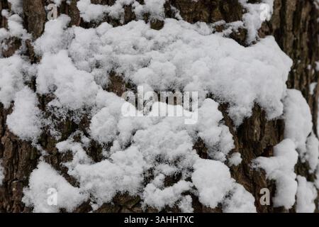 La neige épaisse recouvre la surface rugueuse d'un arbre, soulignant le contraste entre l'écorce sombre et la neige blanche, capturant une momen hivernale paisible Banque D'Images