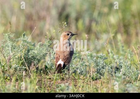 Isabelline wheatear Oenanthe isabellina debout sur l'herbe. Mignon songbird brun dans la faune Banque D'Images