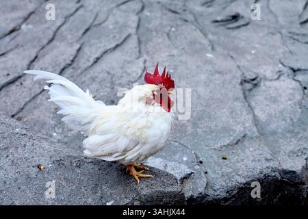 Coq blanc avec peigne rouge vif debout sur la surface texturée de pierre grise. Banque D'Images