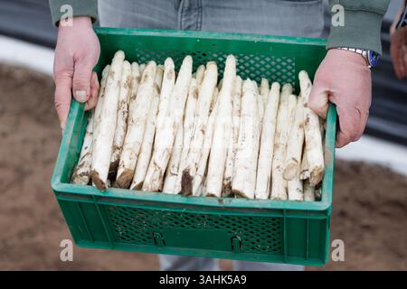 Glandorf, Allemagne. 10 avril 2025. Un homme porte une caisse d'asperges blanches fraîchement récoltées dans un champ d'asperges pendant l'ouverture de la saison des asperges par l'Association des producteurs d'asperges Westphalia-Lippe et l'Association des producteurs d'asperges et de baies à la ferme d'asperges Toppheide. Credit : Friso Gentsch/dpa/Alamy Live News Banque D'Images