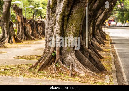 Des troncs d'arbres massifs avec des racines exposées bordant un trottoir de la ville, montrant l'intégration urbaine naturelle Banque D'Images