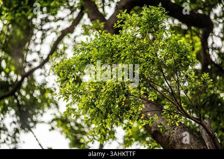 Branches d'arbre vertes luxuriantes et feuilles sur un fond de ciel lumineux et tapissé Banque D'Images