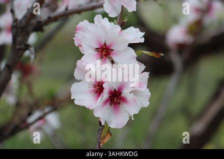 gros plan de fleur d'amande rose sur fond flou Banque D'Images