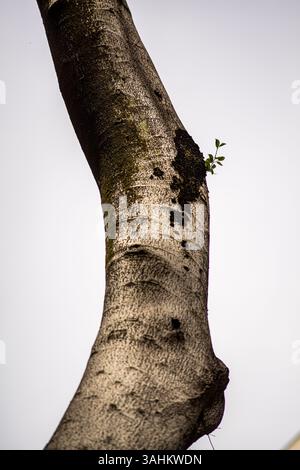 Un petit germe vert émerge d’un tronc d’arbre taillé contre un ciel pâle, symbolisant la résilience dans le paysage urbain Banque D'Images