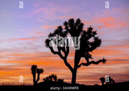 Arbres de Joshua silhouettés sous un ciel de coucher de soleil vibrant avec des nuages roses et orange. Parc national de Joshua Tree, CALIFORNIE, États-Unis Banque D'Images