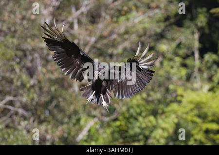 Vulture noire en vol au Costa Rica Banque D'Images