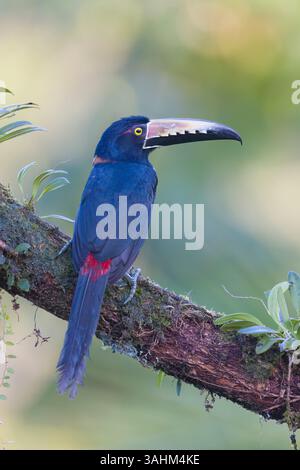 Aracari à collier au Costa Rica Banque D'Images