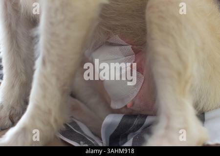 Chien contrôlant une suture de plaie à l'abdomen après chirurgie de l'endomètre par vétérinaire à l'hôpital pour animaux de compagnie Banque D'Images