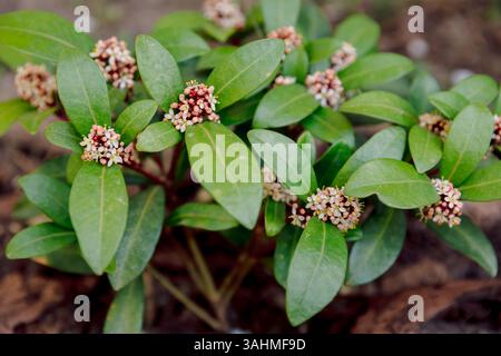 Floraison Skimmia japonica Rubella dans le jardin, plante parfumée à feuilles persistantes Banque D'Images