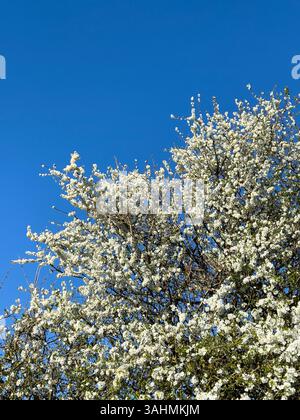 Une haie d'épine noire (prunus spinosa) dans le Herefordshire, Royaume-Uni, au début du printemps. Sa spectaculaire fleur blanche est l'un des premiers signes du printemps Banque D'Images