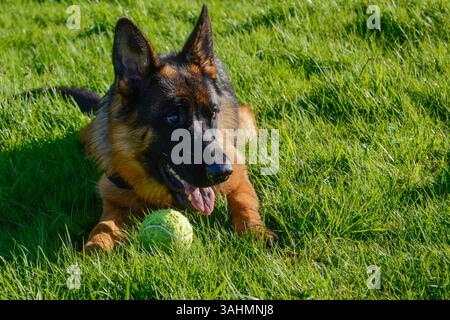 Berger allemand jouant sur l'herbe avec une balle de tennis profitant du temps de jeu à l'extérieur. Banque D'Images