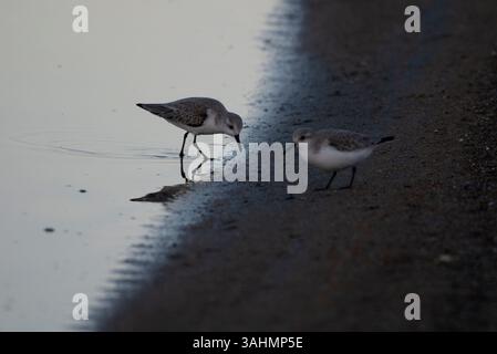 Sanderlings sur le rivage — se nourrissent au crépuscule en Camargue Banque D'Images