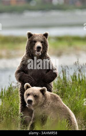 4 août 2017 - McNeil River, AK, États-Unis d'Amérique - frère et soeur Brown Bears ensemble au McNeil River State Game Sanctuary, dans la péninsule Kenai, Alaska. Les ours étaient autrefois des oursons ensemble, mais séparés à l'âge adulte et réunis pendant l'été à McNeil River. Le site éloigné n'est accessible qu'avec un permis spécial et constitue la plus grande population saisonnière d'ours bruns de worldâ€™ dans leur environnement naturel. (Crédit image : © Richard Ellis via ZUMA Wire) Banque D'Images