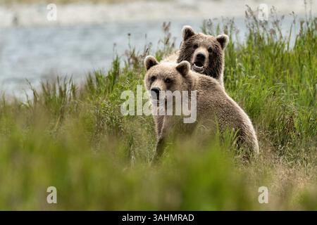 4 août 2017 - McNeil River, AK, États-Unis d'Amérique - frère et soeur Brown Bears ensemble au McNeil River State Game Sanctuary, dans la péninsule Kenai, Alaska. Les ours étaient autrefois des oursons ensemble, mais séparés à l'âge adulte et réunis pendant l'été à McNeil River. Le site éloigné n'est accessible qu'avec un permis spécial et constitue la plus grande population saisonnière d'ours bruns de worldâ€™ dans leur environnement naturel. (Crédit image : © Richard Ellis via ZUMA Wire) Banque D'Images
