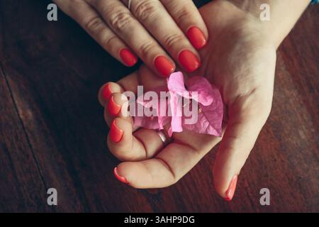 Les mains féminines avec manucure de shellac rouge sur les ongles tiennent la fleur de Bougainvillea Banque D'Images