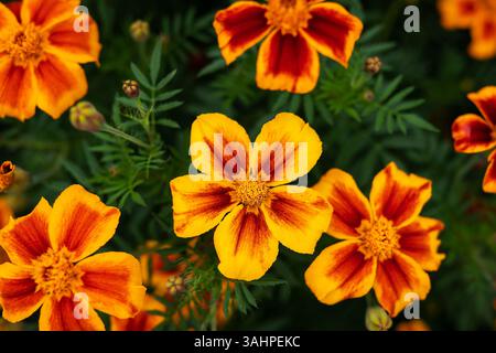 Les soucis oranges et rouges éclatants fleurissent dans un jardin verdoyant, mettant en valeur leurs détails complexes et leur contraste de couleurs saisissant. Banque D'Images