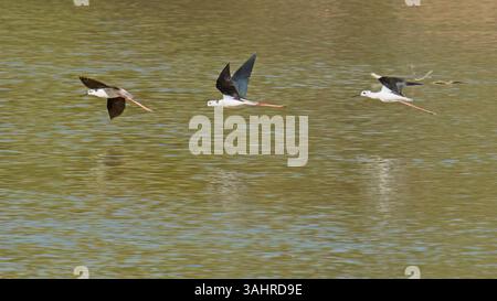 Trois échasses ailées noires en vol sur un lac, Himantopus himantopus ; Recurvirostridae Banque D'Images