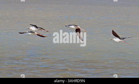 Petit troupeau d'échasses ailées noires en vol sur un lac, Himantopus himantopus ; Recurvirostridae Banque D'Images