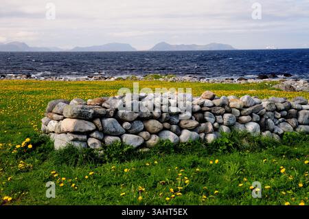 Prairie de fleurs sauvages et mur de pierre sur l'île de Giske près d'Alesund dans l'ouest de la Norvège. Banque D'Images